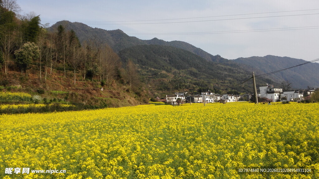 婺源金黄油菜花海 远山村落