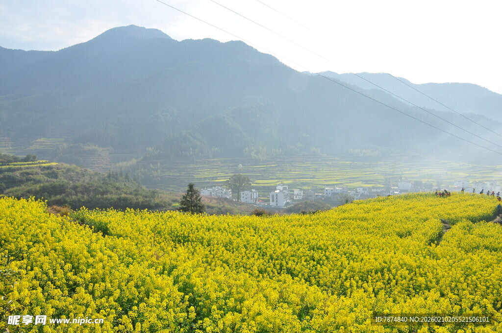 婺源金黄花海伴远山村落