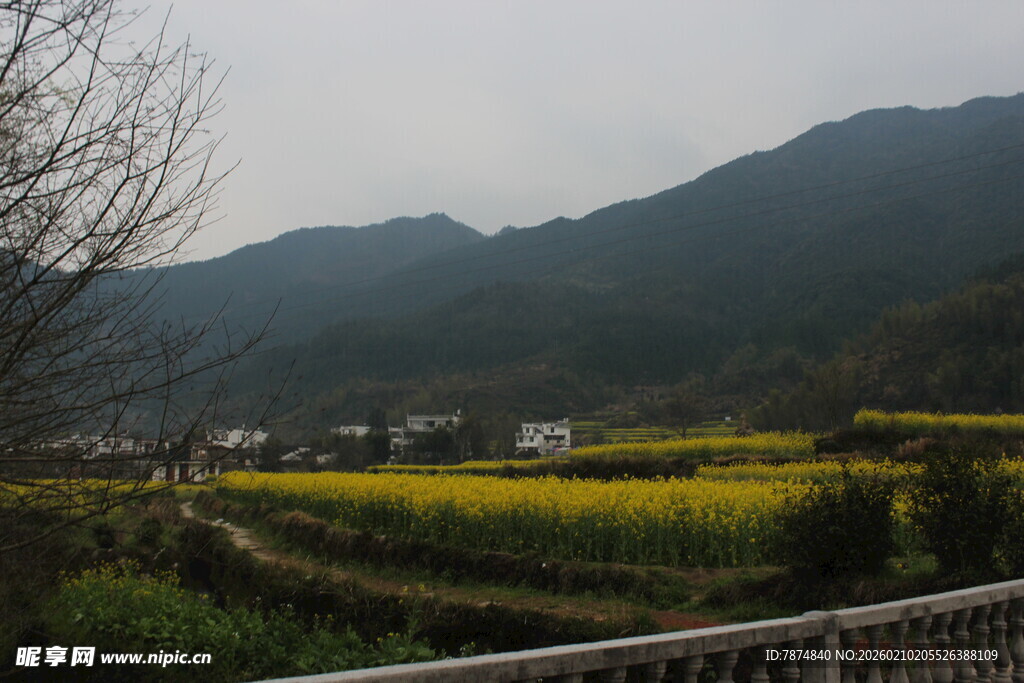 婺源山间田园风光 油菜花海