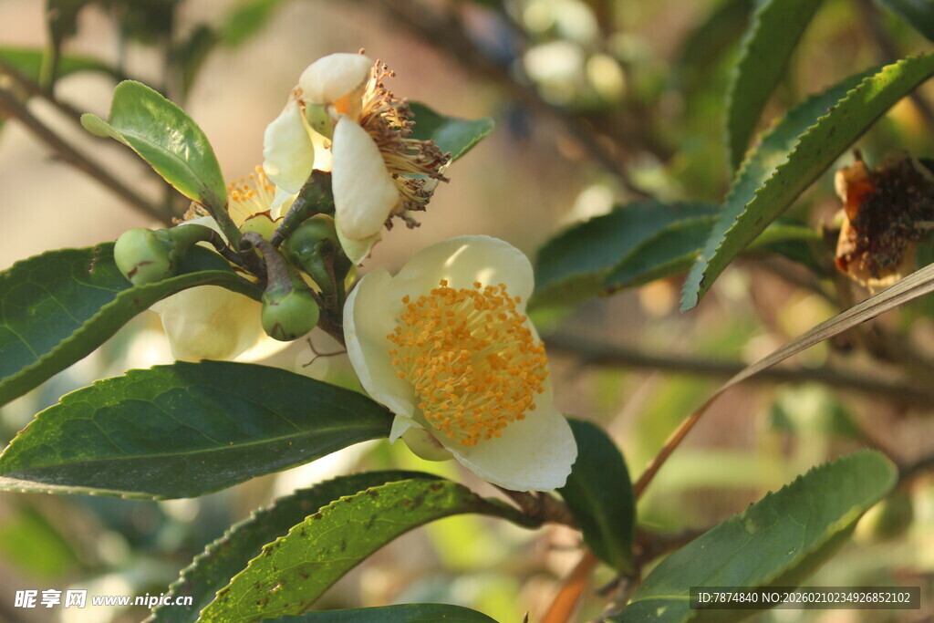 婺源盛开的白色茶花