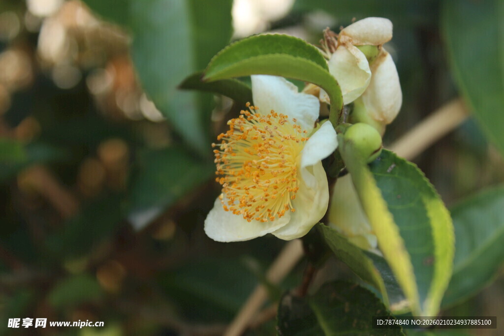 婺源洁白山茶花绽放绿叶间