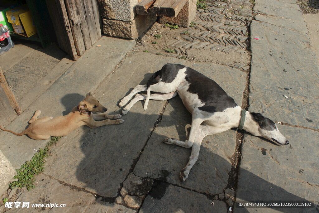 婺源几只狗狗惬意躺地休息