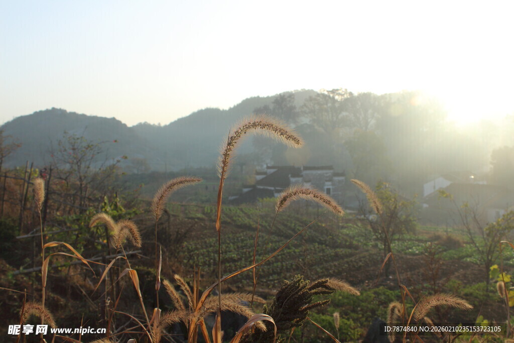 婺源山间晨光下的芒草景观
