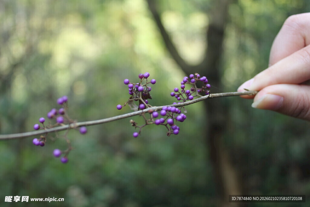 婺源手拈紫色小花枝