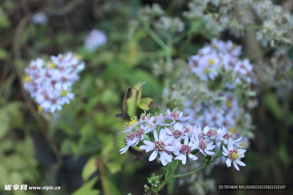 婺源紫色小花绽放于绿植间