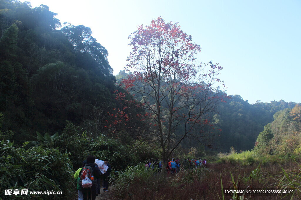 婺源山林徒步中的多彩风景