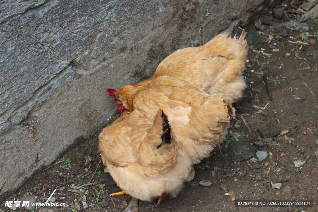 婺源墙角处的两只黄毛母鸡