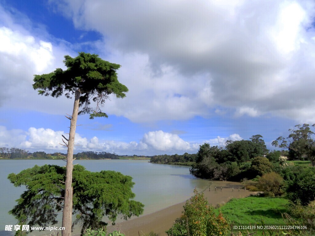 海滨孤树与蓝天白云美景