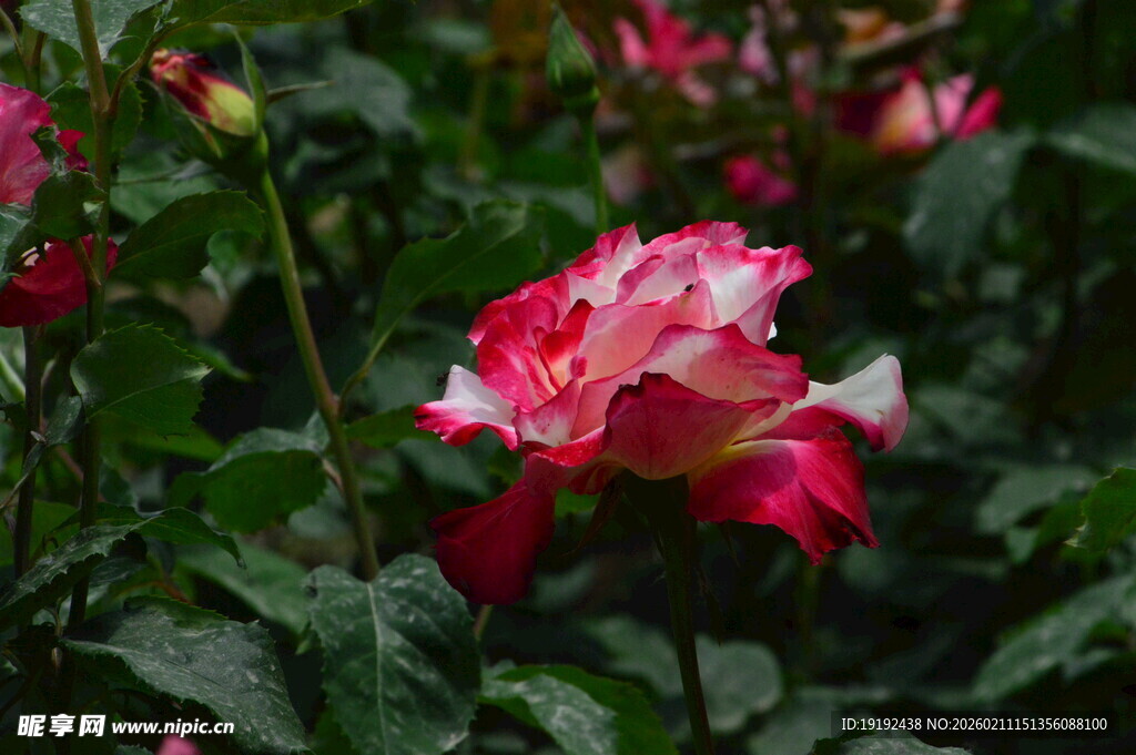 月季花  