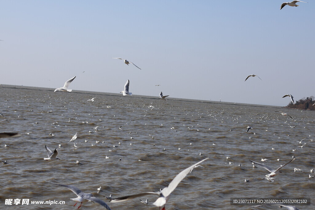 海面上飞翔的成群海鸥