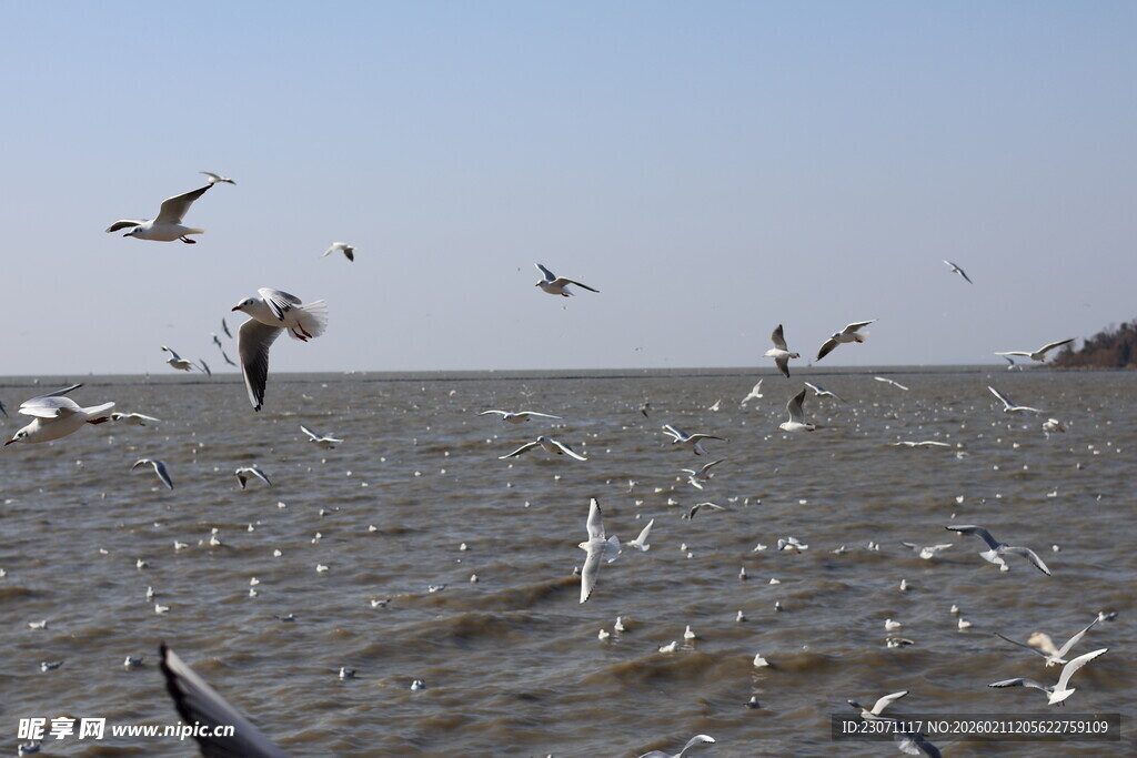 海面上群鸟飞翔的景象