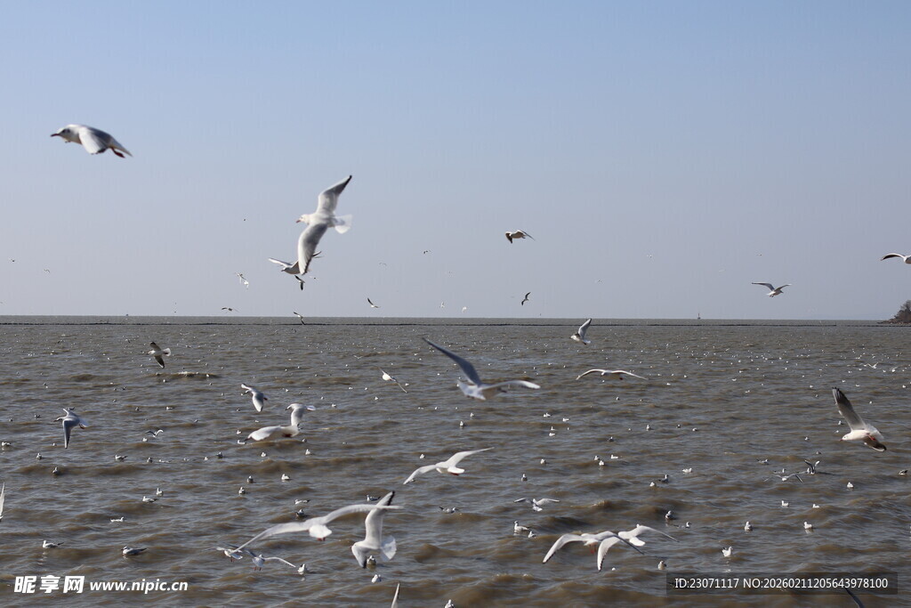 海面上飞翔的成群海鸥