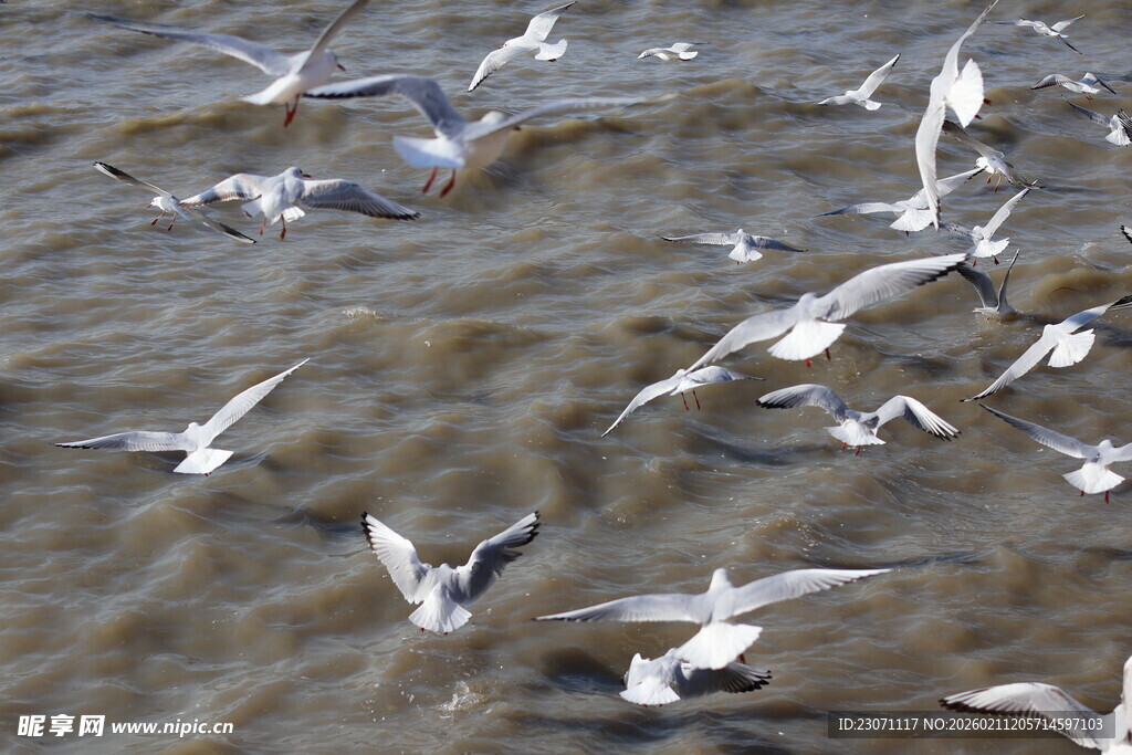 海面上群飞的海鸥