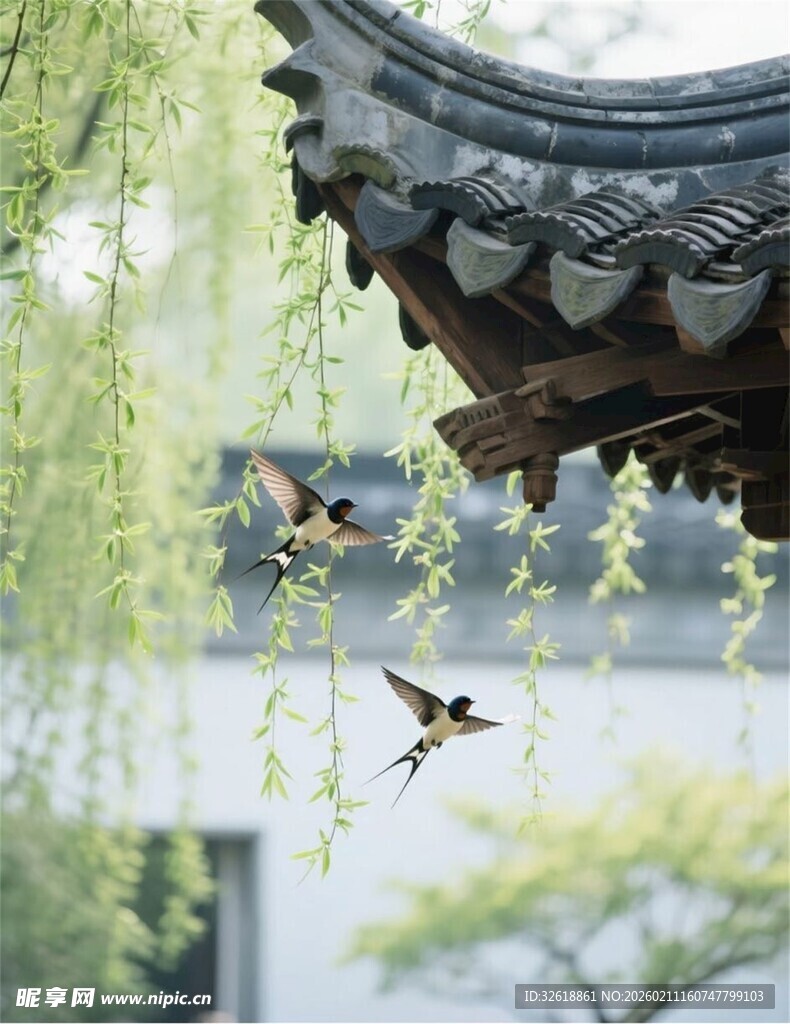 檐下飞燕伴柳景