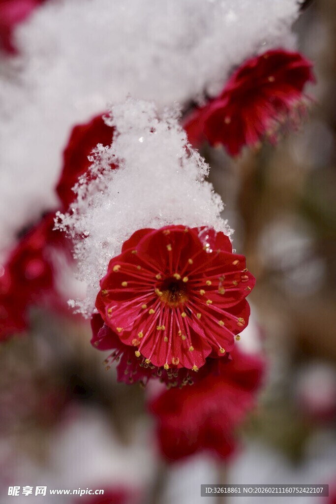 雪中绽放的娇艳红花