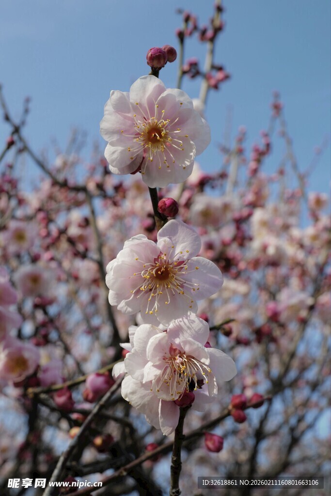 春日绽放的娇艳粉梅花