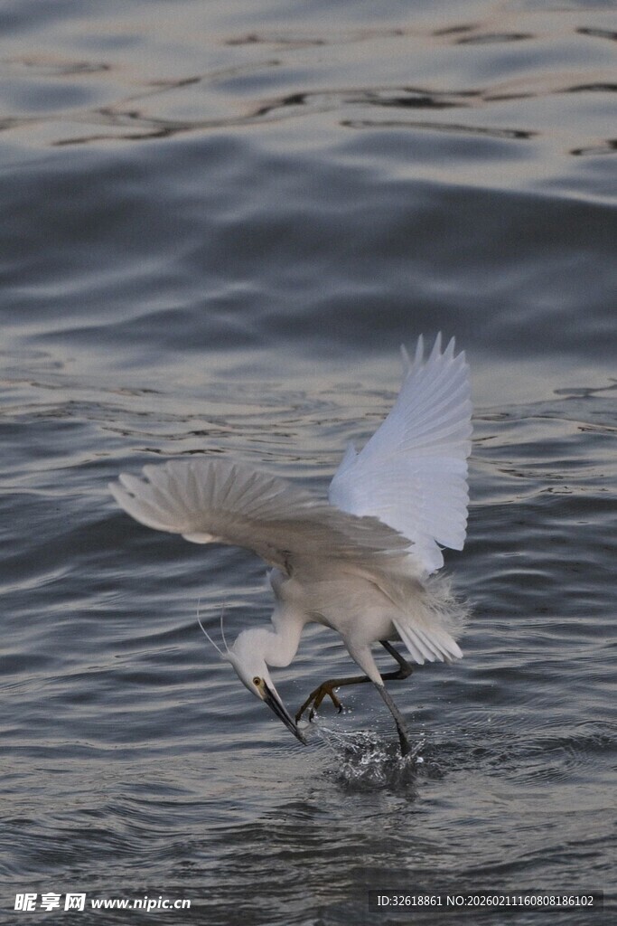 白鹭于水面展翅捕食瞬间