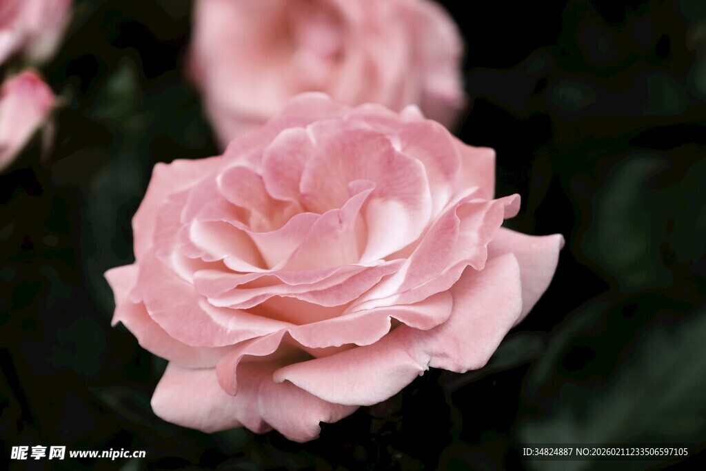 粉色柔美玫瑰花特写