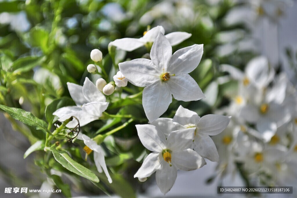 清新白色花卉绽放