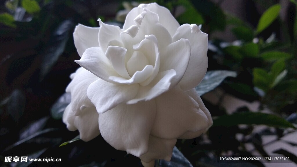 洁白绽放的美丽栀子花