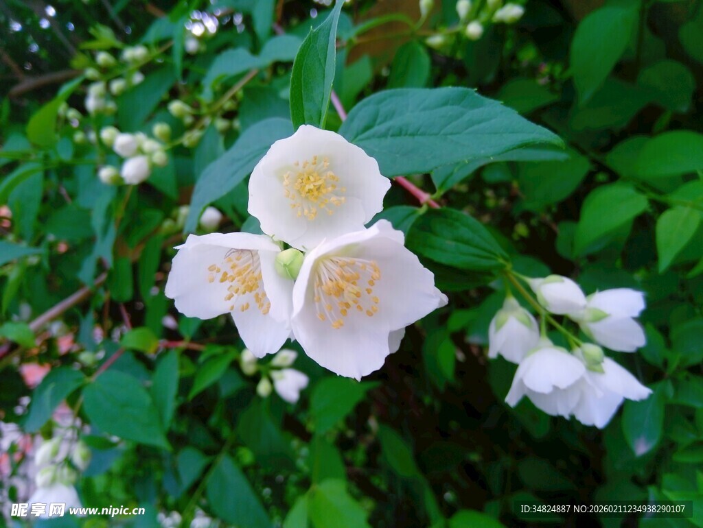 洁白茉莉花绽放绿叶间