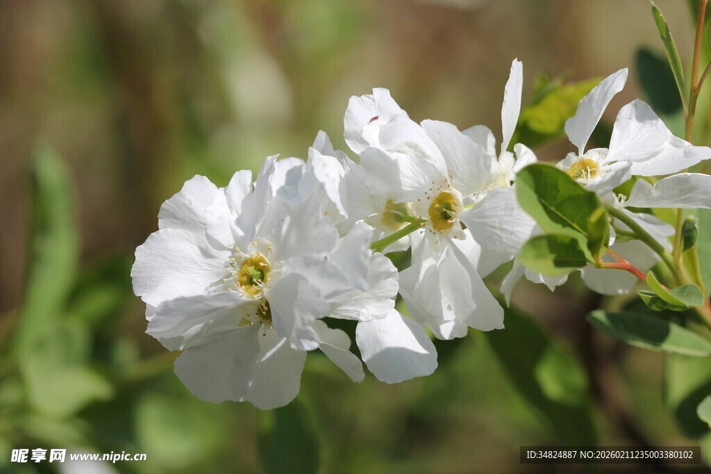 白色绽放花朵特写