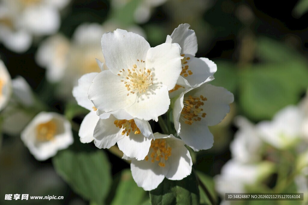 洁白茉莉花绽放