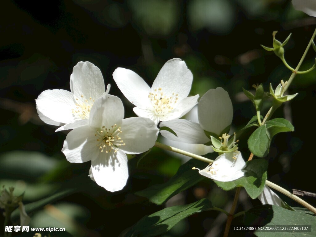 洁白茉莉花绽放