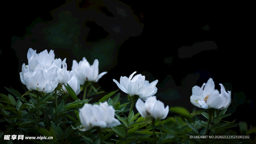 洁白花朵绽放于绿叶间