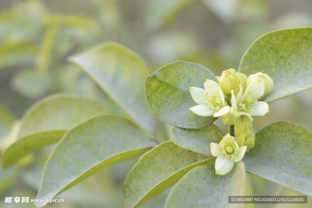 绿叶间绽放的清新小花