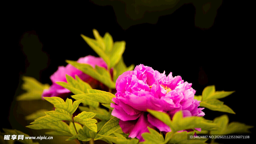 娇艳盛开的粉色牡丹花