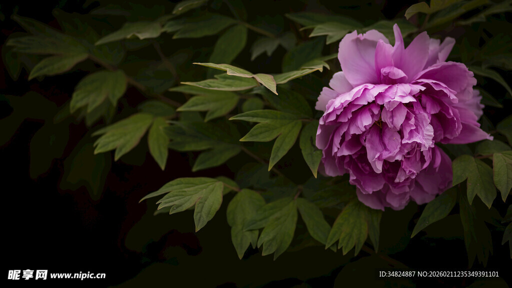 娇艳紫牡丹与绿叶相伴