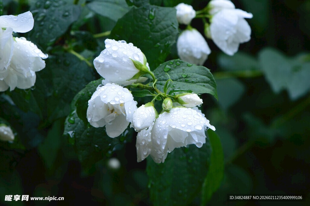 洁白木槿花绽放绿叶间