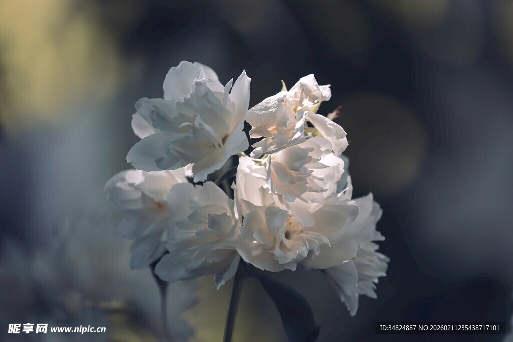 洁白绽放的优雅花朵