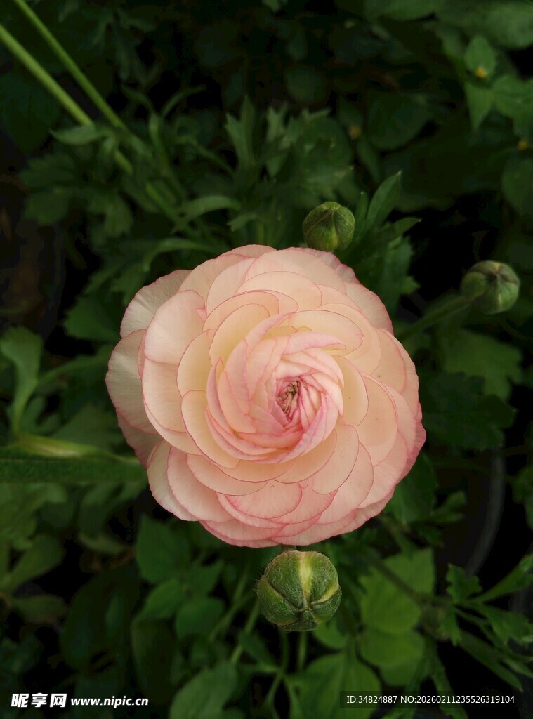 粉色柔美花毛茛特写