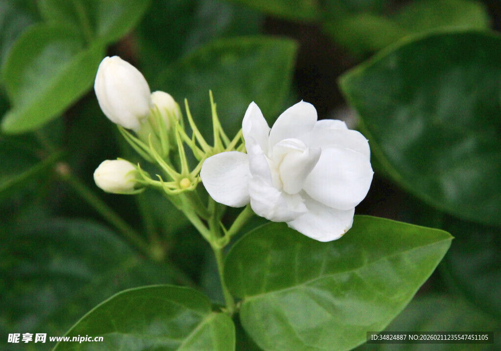 洁白茉莉花绽放绿叶间
