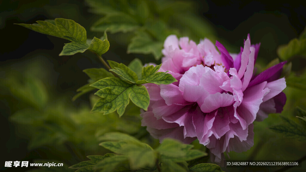 娇艳绽放的紫色牡丹花