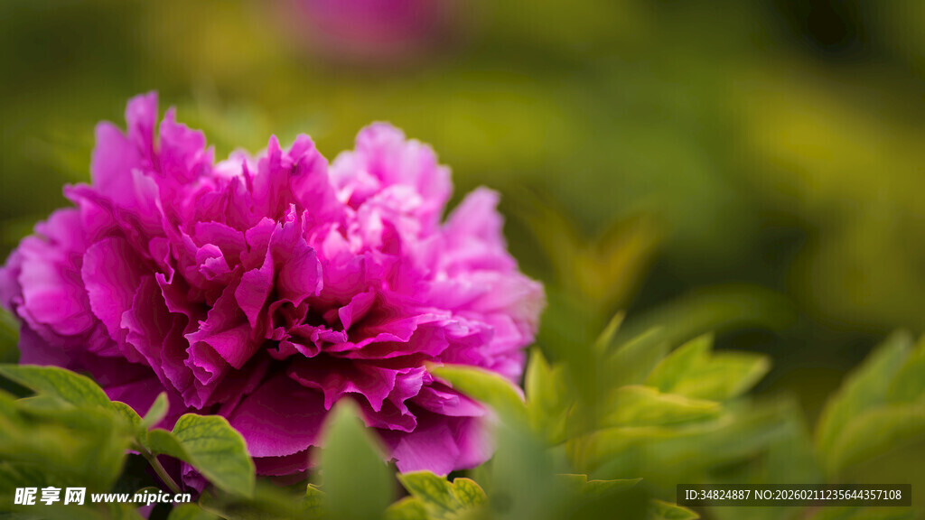 娇艳盛开的紫色牡丹花