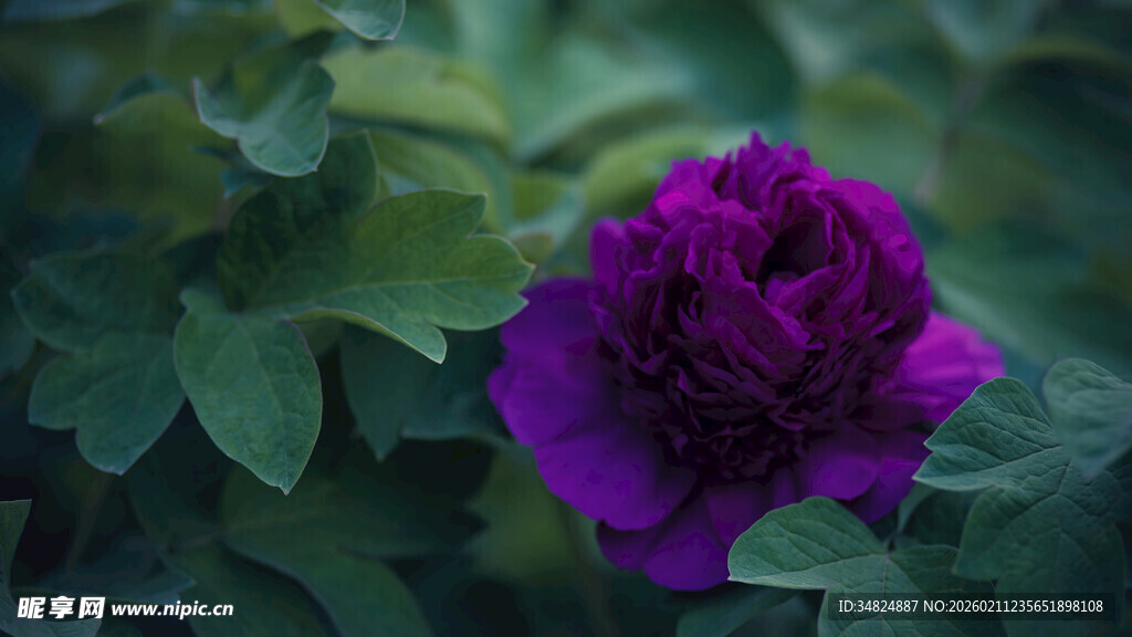 深紫牡丹绽放绿叶间