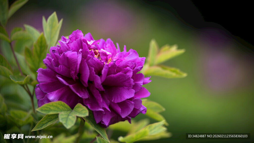娇艳紫牡丹绽放