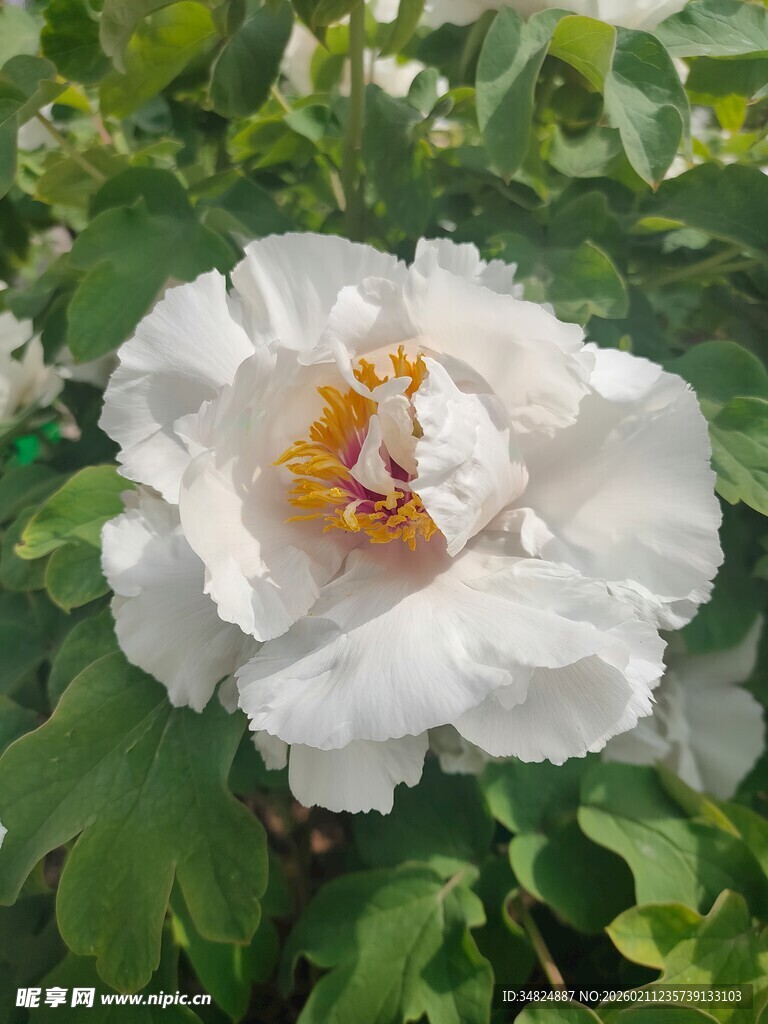 盛开的白色牡丹花