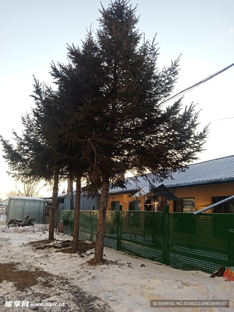 户外树木与建筑场景