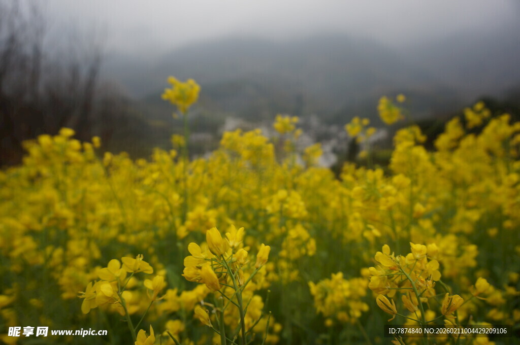 婺源雾中绚烂油菜花田