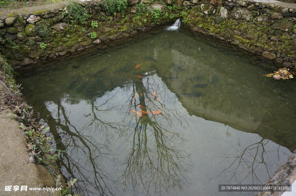 婺源乡村小池塘的静谧景象