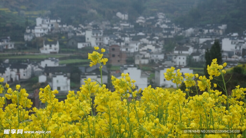 婺源油菜花海中的村落景观