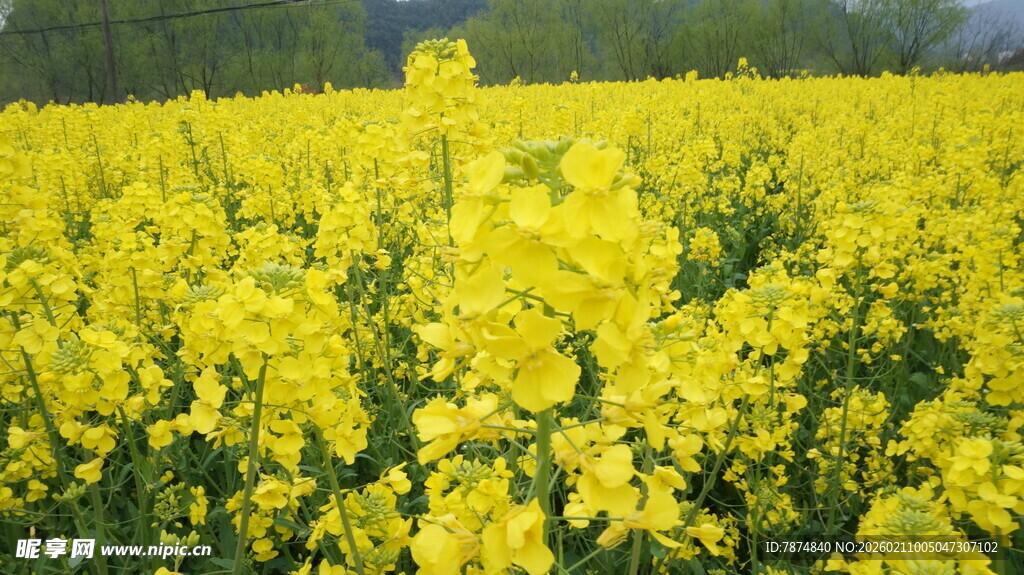 婺源金黄油菜花田美景