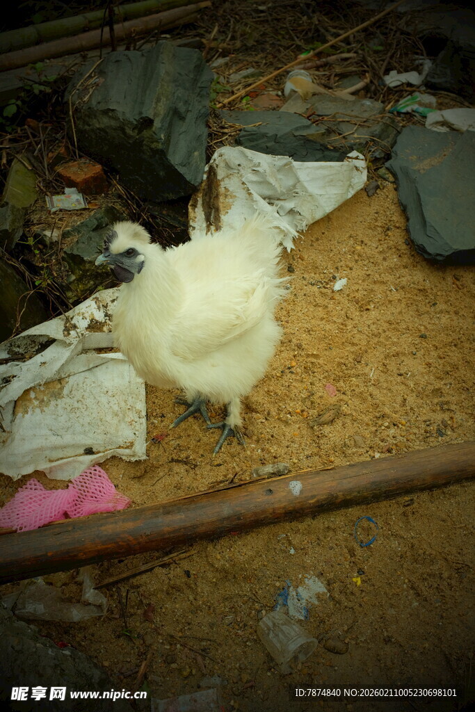 婺源鸡站在杂乱地面上