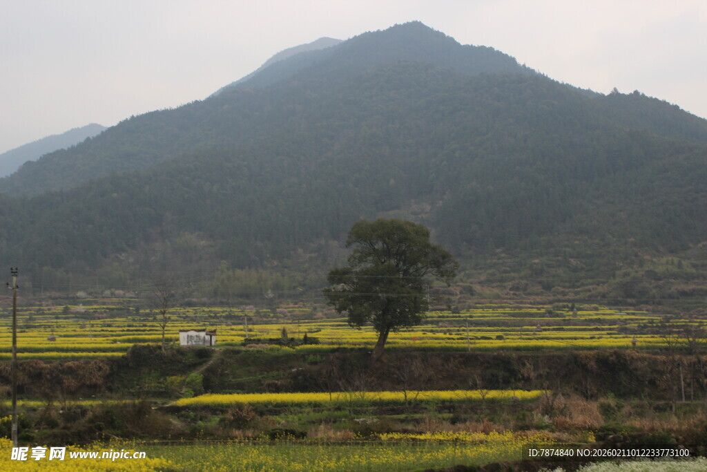 婺源田野孤树旁的远山风景