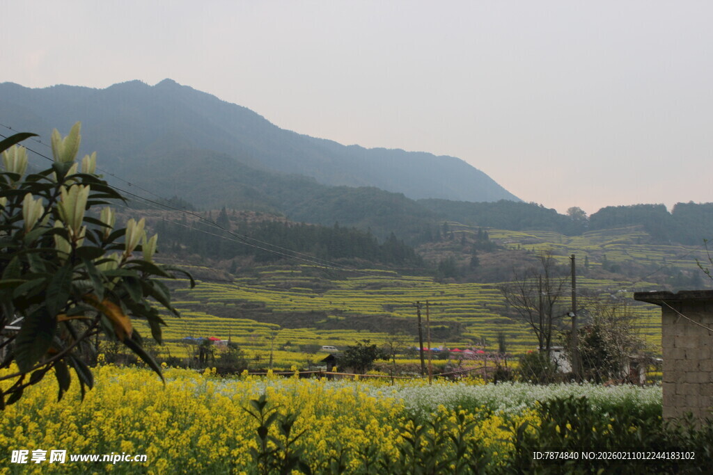 婺源春日田野风景图