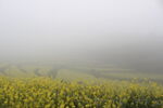 婺源雾中金黄油菜花田美景